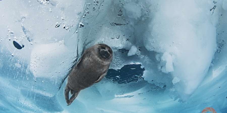 照片于贝加尔湖海豹冰上举止考察时拍摄。2月底3月初，海豹崽在“可靠的冰屋”中出生。但仅在一个月后才能在冰上看到它们，这时的小海豹已经脱毛。借助于母奶，体重急剧增加，并掌握了很好的游泳技巧。但仅在自己舒适的冰屋中，它们才感觉更为自信和平静。 冰下摄影，水温0°C。贝加尔湖特有品种小海豹。Olga Kamenskaya / 摄