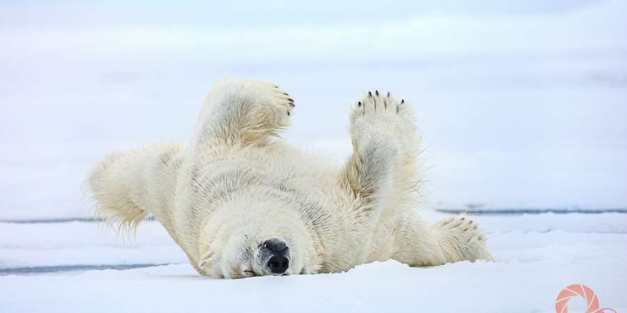 白熊在水中滞留后，需摆脱皮毛中的水分。为此，它要在大地上滑行，用自己的体重将水抖掉。 法兰士约瑟夫地“俄罗斯北极”国家公园。Nikolay Germet / 摄