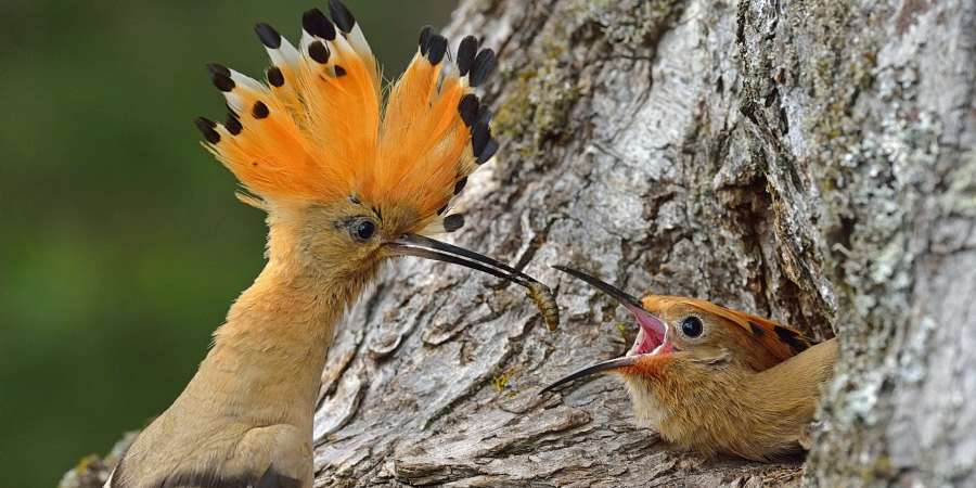 “布良斯克森林”中的鸡冠鸟，是布良斯克地区唯一的鸡冠鸟种类。在稀有古森林中能够遇到。这只鸟并未飞向森林，而是直接栖息在自然保护区中心庄园处。Nikolay Shpilyonok / 摄