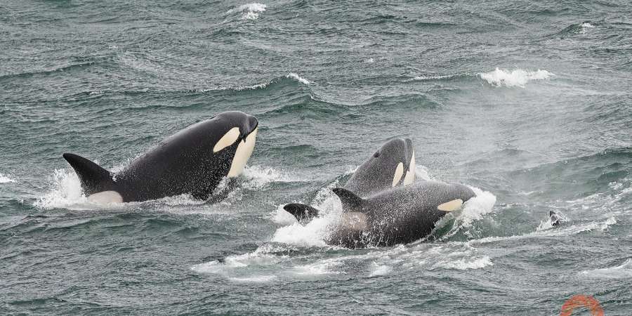 虎鲸家族（共11头）正在猎杀带着小鲸鱼的灰鲸。最终小鲸鱼被猎杀。 白令海峡，临近拉夫连季岸。Steffen Graupner / 摄