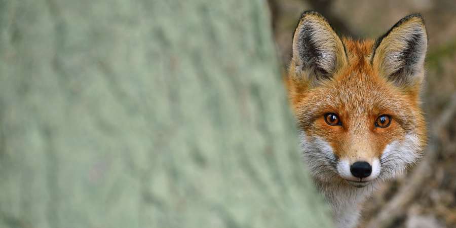 狡黠和不避人类的狐狸帕斯特里克伊入住科隆诺茨基自然保护区。两年内，这里成为主要的名胜之地。记者们撰写文章、摄影师在不断拍照，游客也喜欢和狐狸交流。两年后，帕斯特里克伊消失了。我们留下了它的照片。Nikolay Shpilyonok / 摄