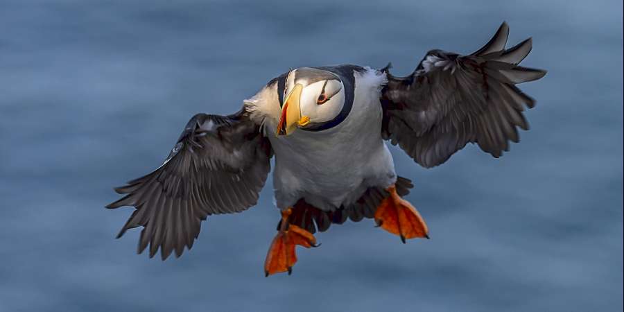 善知鸟正靠近自己的巢穴。 楚科奇地区的科柳钦岛。Steffen Graupner / 摄