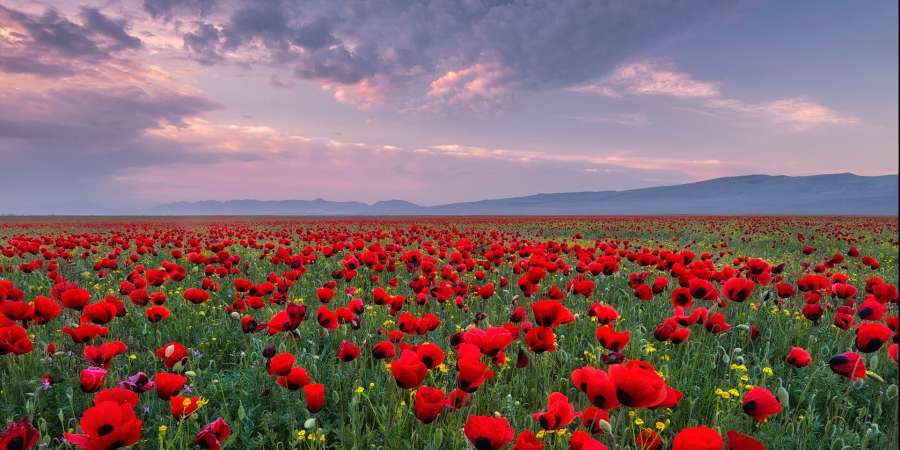 达吉斯坦共和国春天时的田野被鲜亮盛开的罂粟花色彩所熏染。 达吉斯坦共和国马哈奇卡拉周边地区。Anrey Grachev / 摄