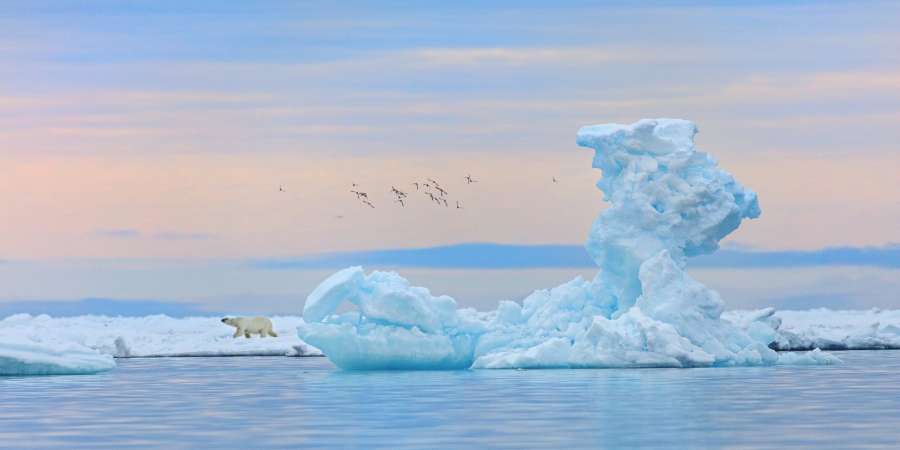 白熊在漂浮的冰块上散步，背景是冰山。 法兰士约瑟夫地“俄罗斯北极”国家公园。Nikolay Gernet / 摄