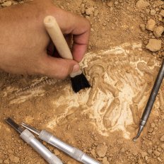 Охотники за сокровищами: кто такие археологи-волонтёры