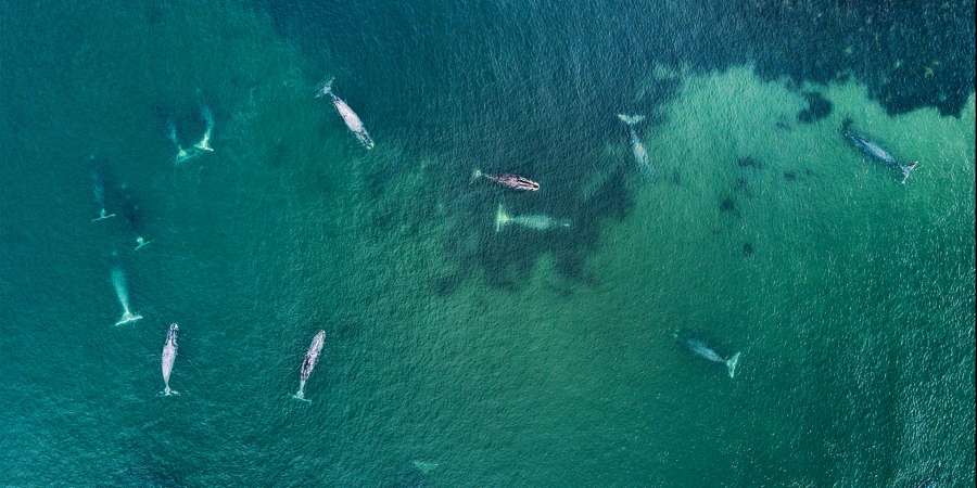 鄂霍次克海的弗兰格尔海湾是弓头鲸的栖息地。这种弓头鲸是世界体型最大鲸鱼中的一种：长度可达20米，寿命为200年。这种鲸鱼经常以大的群组在此地聚集。有的时候，它们排成有意思的形状。比如，这17头鲸鱼组成了心型图。Sergey Dolya / 摄